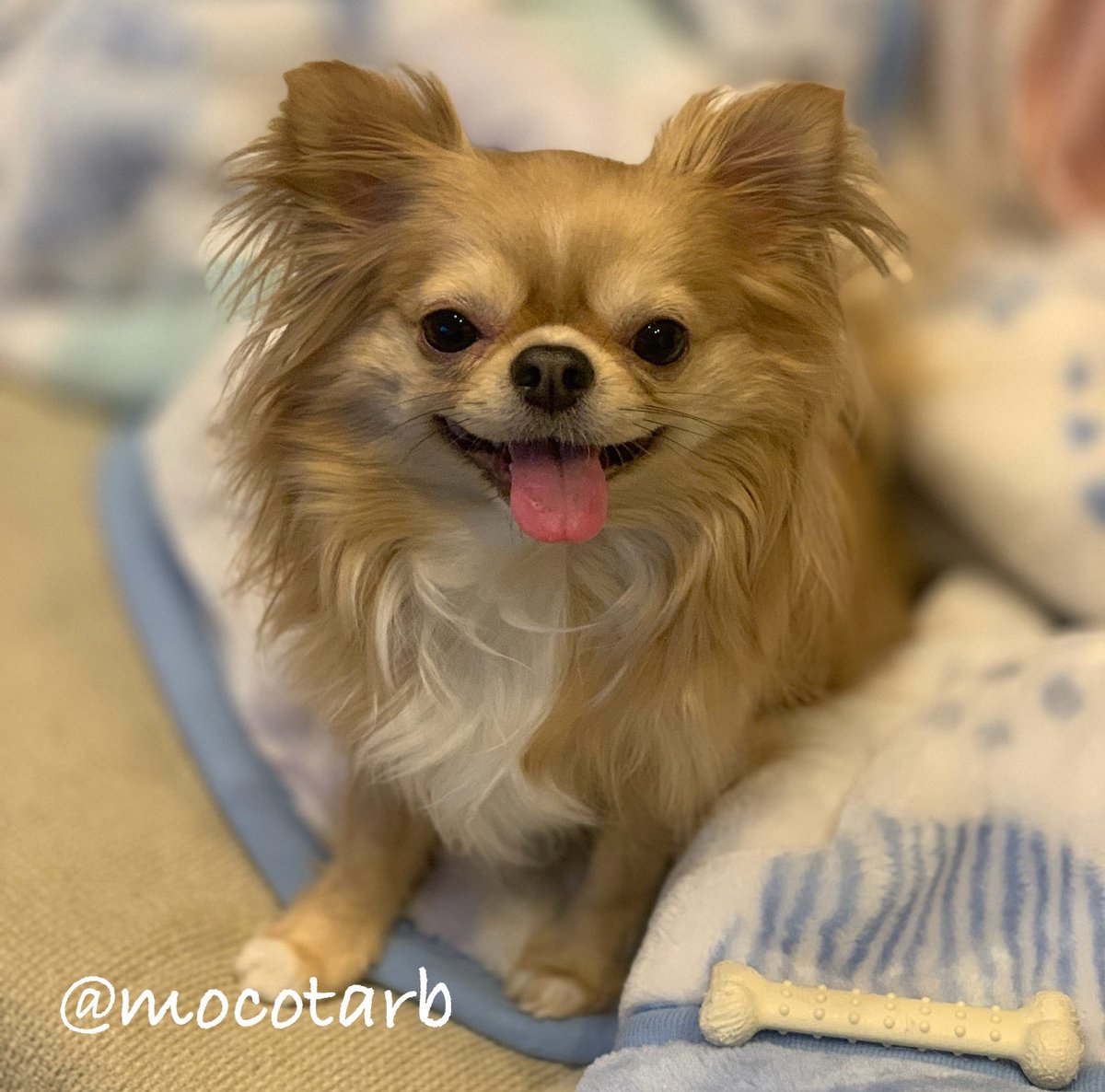 mocotarb's tweet photo. おとうちゃん、ナデナデちて！
あぁ、ちみを食べたてしまいたいぃぃぃぃ(*´꒳`*)わ
#ちわわ ぽんた
#イケメンハム ここ https://t.co/318R3lU04Z