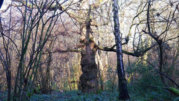 Welcome with Open Arms 🌳

#ThickTrunkTuesday 
#HugATree 🌳
#Barrowdise