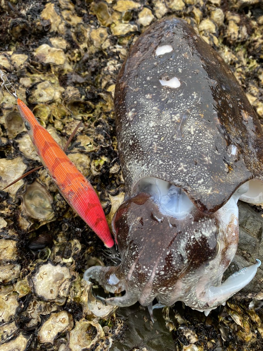 コウイカ🦑
コウイカってギャフしにくくないですか❓😩
傷だらけにしてごめんなさい🙏😂笑
＃エギング
#エギ王Ｋ
＃カクテルオレンジ
＃カクテルオレンジとムラチェをロスト😩