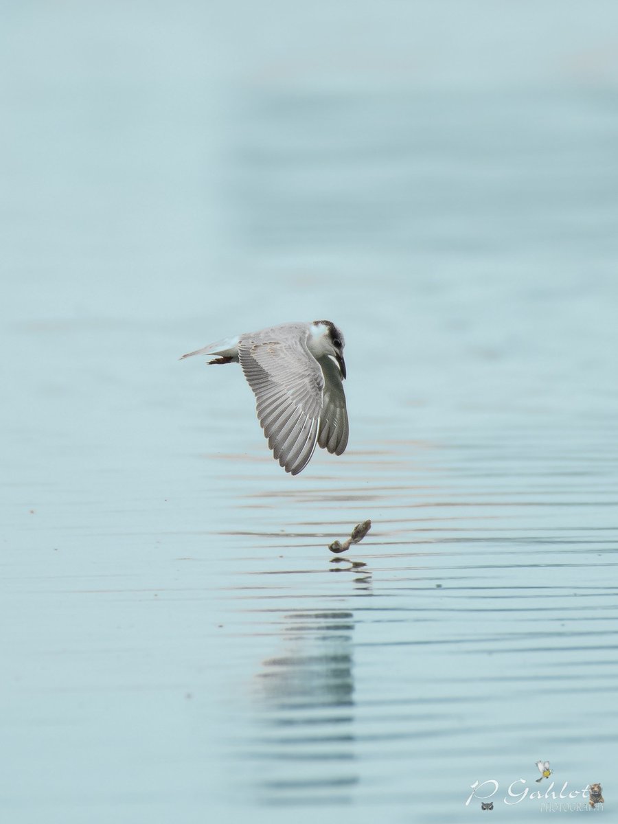 Life is all about ups and downs. Sometimes you missed an easy catch and sometimes hard things come down your way too easy. Whiskered tern dropping his catch #IndiAves #birdphotography #birdwatching #birds #birding #wildlifephotography #TwitterNatureCommunity #BBCWildlifePOTD