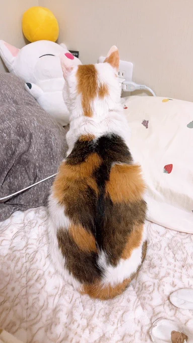 かわいいんだ 