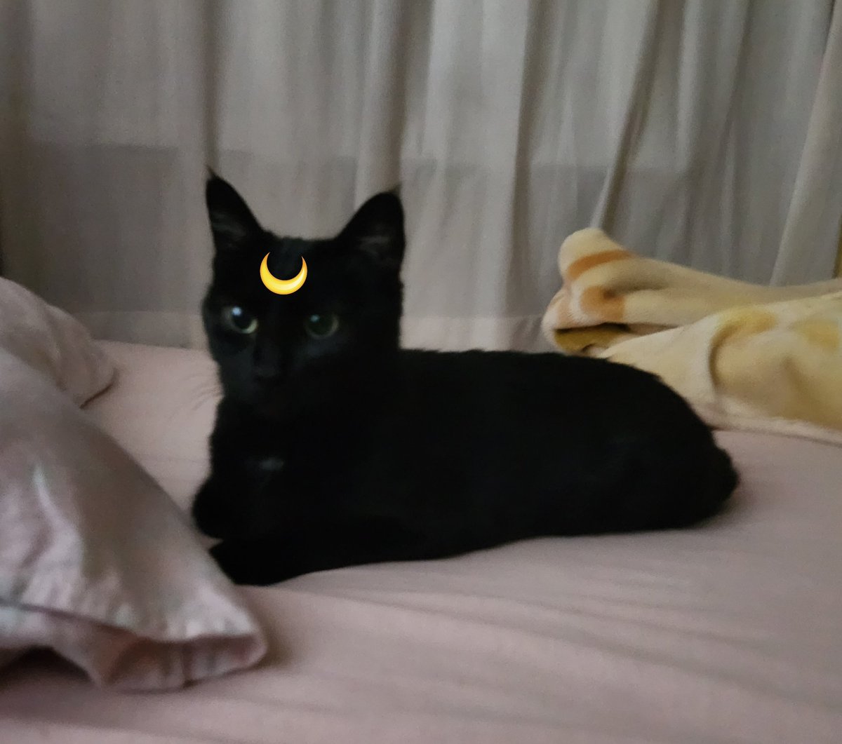 Potanmaru (@potanmaru) on Twitter photo 