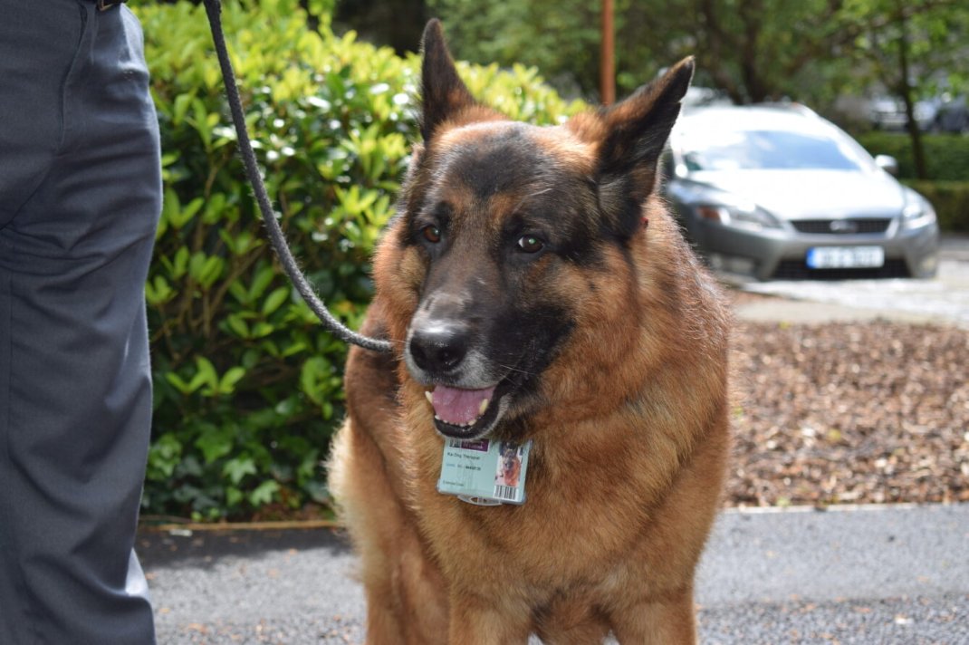 UniOfGalwayLib's tweet photo. Sad news! Kai, our beloved @UniOfGalwayLib library dog passed away in early December. Kai was just a week short of 15 years of age. Kai was loved by all the students he met in the library - and of course his buddy Max and his owner Ger. #librarydog #Kaiwillbemissed https://t.co/uU8K1uWDtr