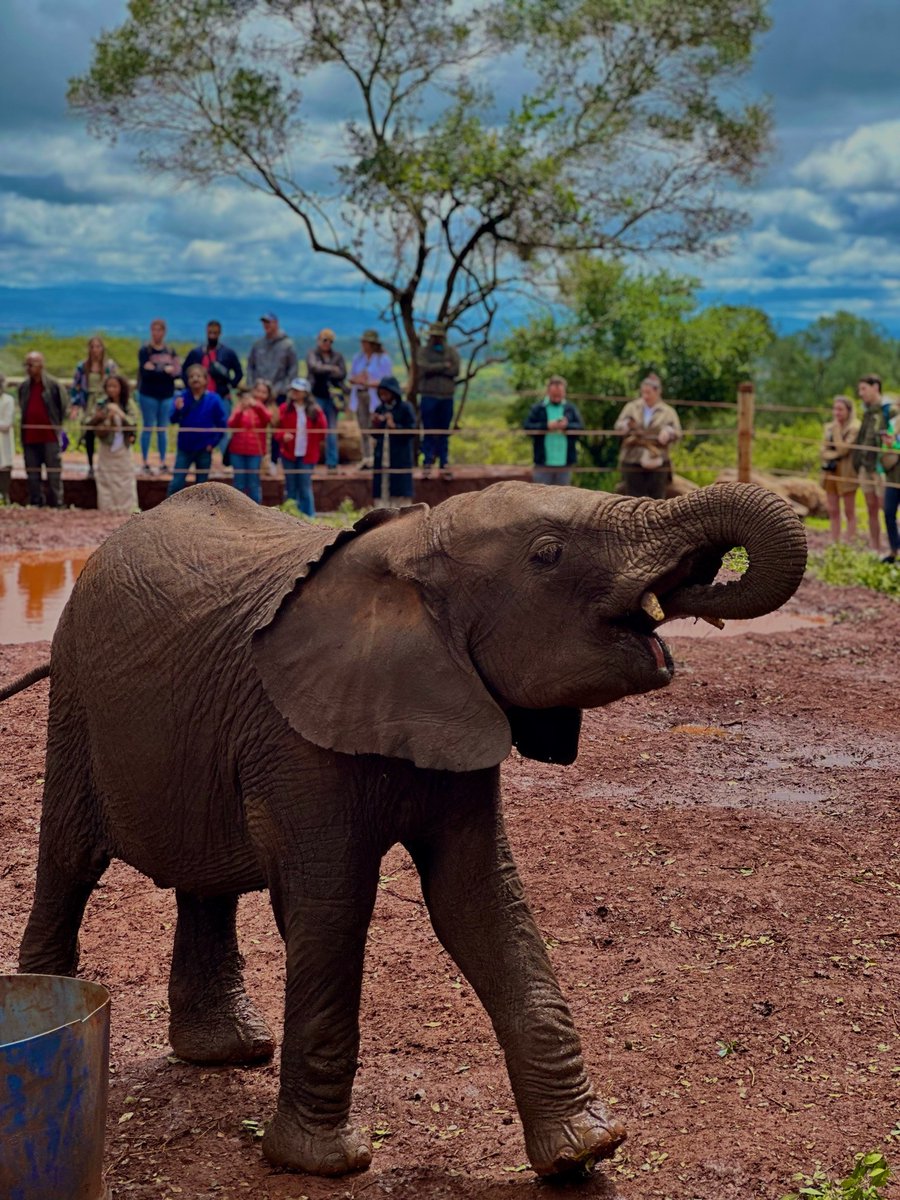JelaniTours's tweet photo. Kenya, the beautiful and diverse E.A country, is a must-visit destination for any adventurer seeking a unique and memorable experience. From the stunning wildlife in Masai Mara National Reserve to the historic Swahili architecture of Lamu Island, Kenya has something for everyone. https://t.co/rZKTsqzKUa