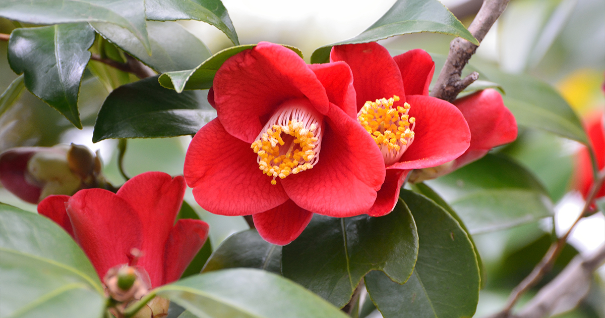The fragrant blooms of your winter flowering camellia should be blooming this month 🌺
You can also take hardwood cuttings from them right now - they can root in just three months!

#camellia #camelliashrubs #winterflowers #wintergarden #propagation