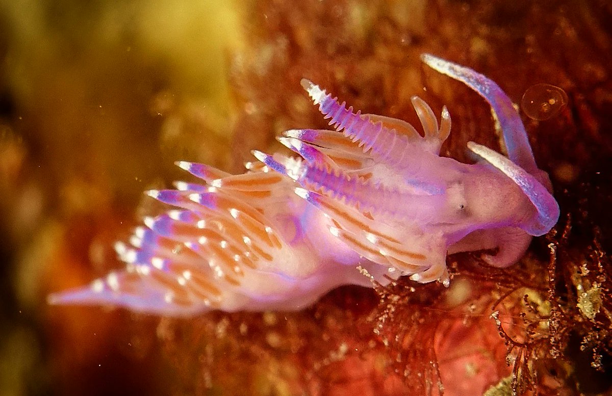 marmencor's tweet photo. Flabellina affinis en Marina del Este.
#Granada
#trilonstyle #buceo #naturaleza #macrophotography #submarinismo #scubadiving #nauticam #seaandsea #fotosub #marmediterraneo #saga #powerex #mediterranean #uwphoto #diving #uwphotography #underwaterphotography #tritandiving https://t.co/Si0eOhXCU1