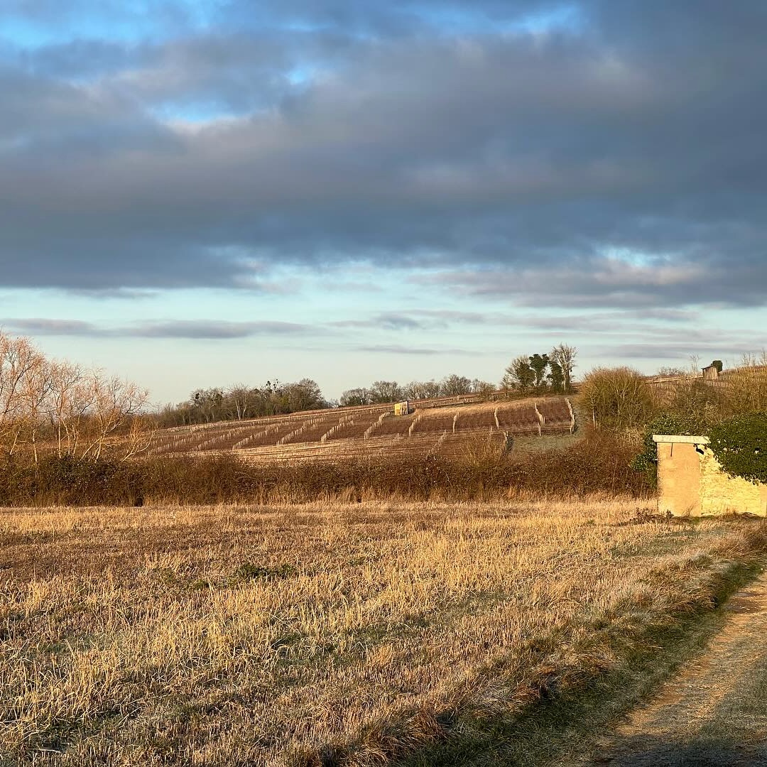 Beautiful winter scenes in the vineyard @vin_joseph_de_maistre 🌞🍇 #thewinebuff #menetousalon #winter #wintervineyard #beautifulescape #aocmenetousalon #bestlife #countrylife #vinsducentreloire #frenchwine #stunningwines