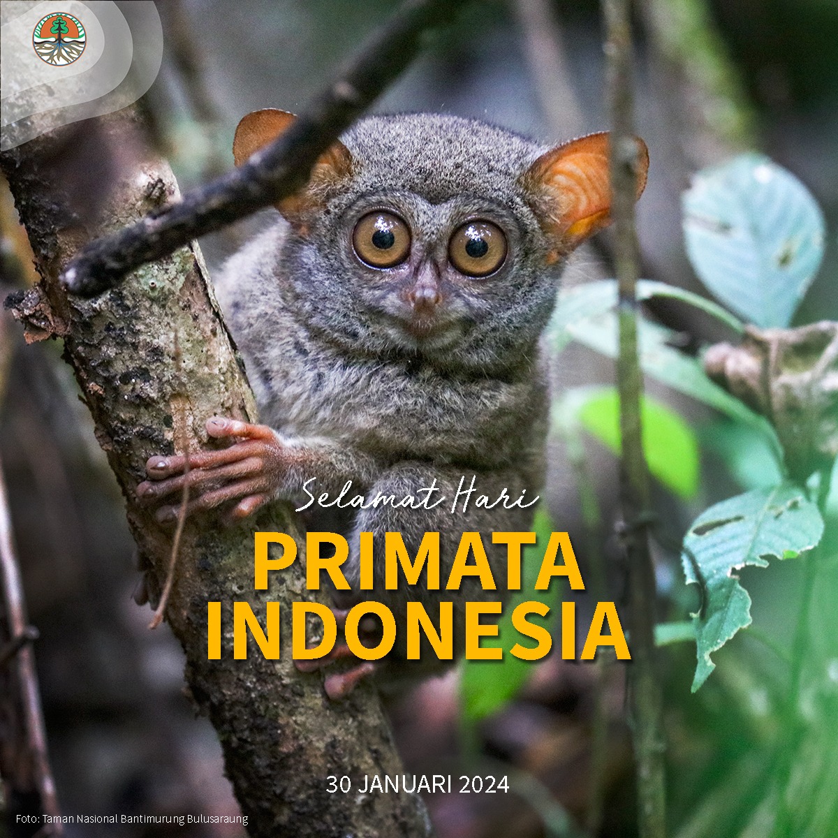 Halo #SobatHijau, Indonesia memiliki 37 jenis primata yang dilindungi. Mereka terdiri dari 16 jenis dari famili Cercopithecidae, 3 dr Hominidae, 7 dr Hylobatidae, 3 dr Lorisidae, & 8 dr Tarsiidae. 

Apakah kalian bisa menyebut 5 jenis satwa yang termasuk #primata Sob?

#KLHK