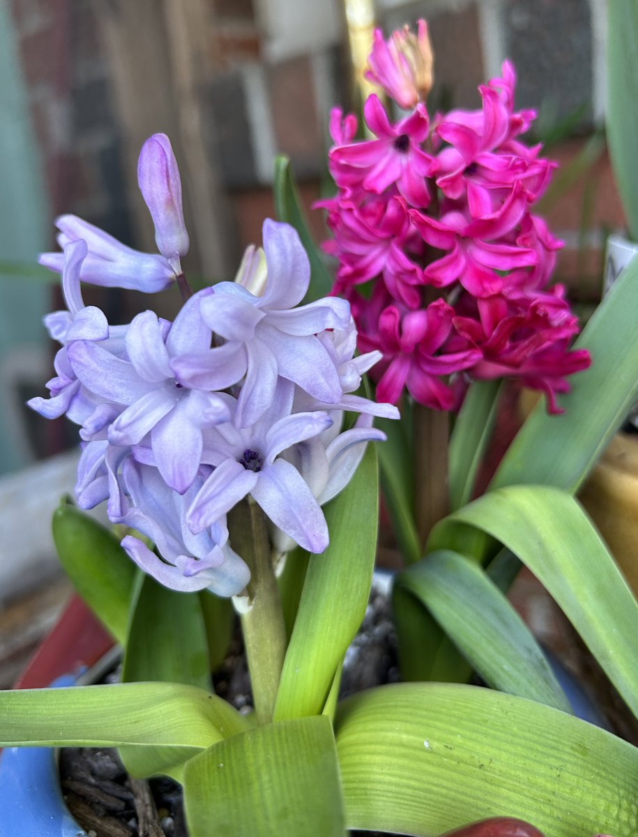 More potted #Hyacinth starting to bloom so now it’s time to bring them inside to enjoy😃🩷💜🪻

#Gardening #SpringFlowers #Flowers #FlowerPhotography #SpringBulbs #Plants #GardeningTwitter