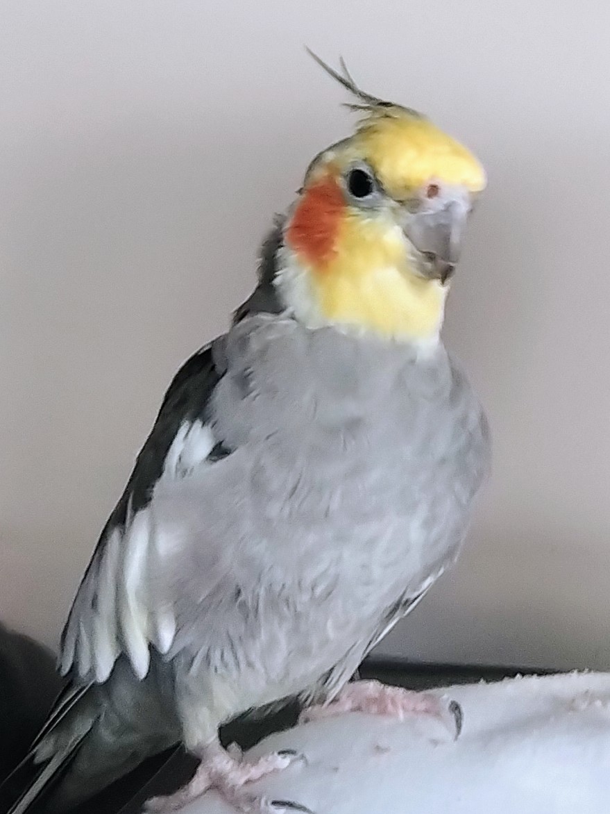 StinkyCockatiel's tweet photo. Hello X, I think Twitter is a much better idea for communication, @elonmusk https://t.co/h1Zm8X4hUU