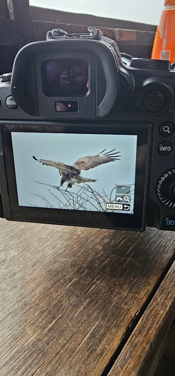 Good morning from @RSPB_Strumpshaw 
#FenHide

#wildlifephotography #animal_captures #animals_in_world #splendid_animals #animals_captures #animal_fanatics #animalelite #animal_sultans #animal_sultans  #wildlifephoto #wildlifelovers #earthfocus  #wildlifephotographybird