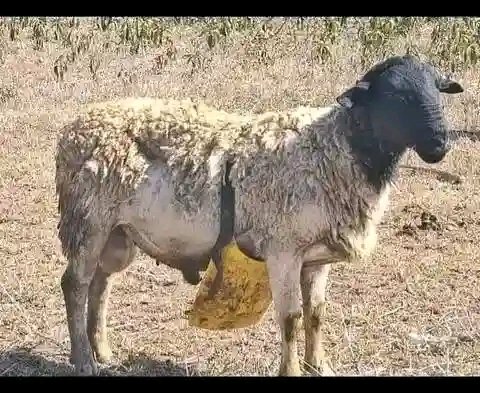 iammaria_ke's tweet photo. Olnjoni (Maasai dialect) is used to control goats and sheep breeding. So glad we can use condoms.
#CONDOMCHALLENGEKE #ALWAYSINFASHION #SAFETYISSEXY @ahfkenya @nsdcc_kenya @maisha_youth1 https://t.co/BExkLq2Mh8