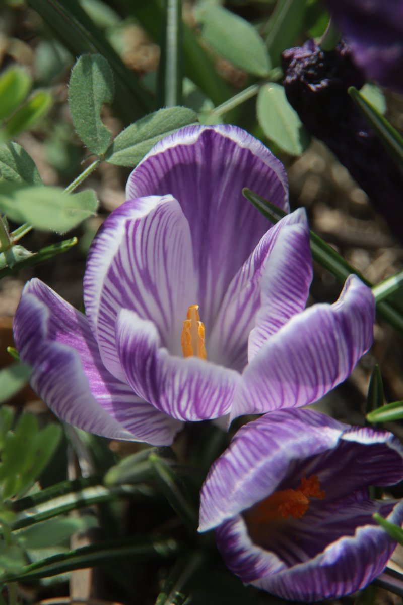 Crocus 😇