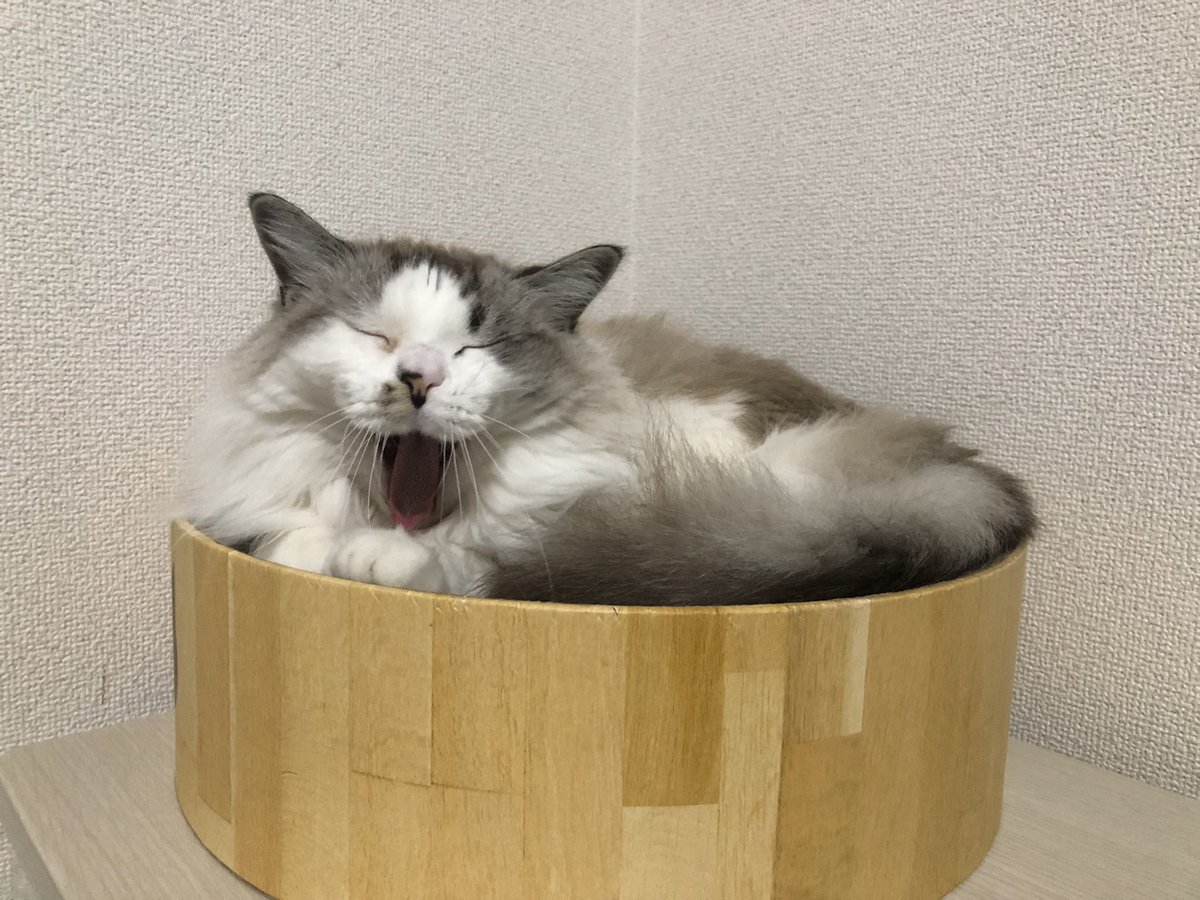moca__ragdoll's tweet photo. ぬぁぁぁぁぁぁ" https://t.co/9MlFKKSy4b