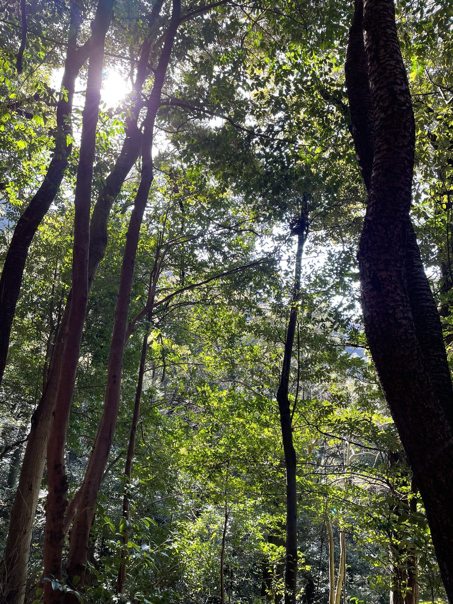 feng_keara's tweet photo. また金華山登ってきた🤗
私にとってのパワースポットだな〜
岐阜市に住みたいよ〜 https://t.co/cNcQmPbDwq