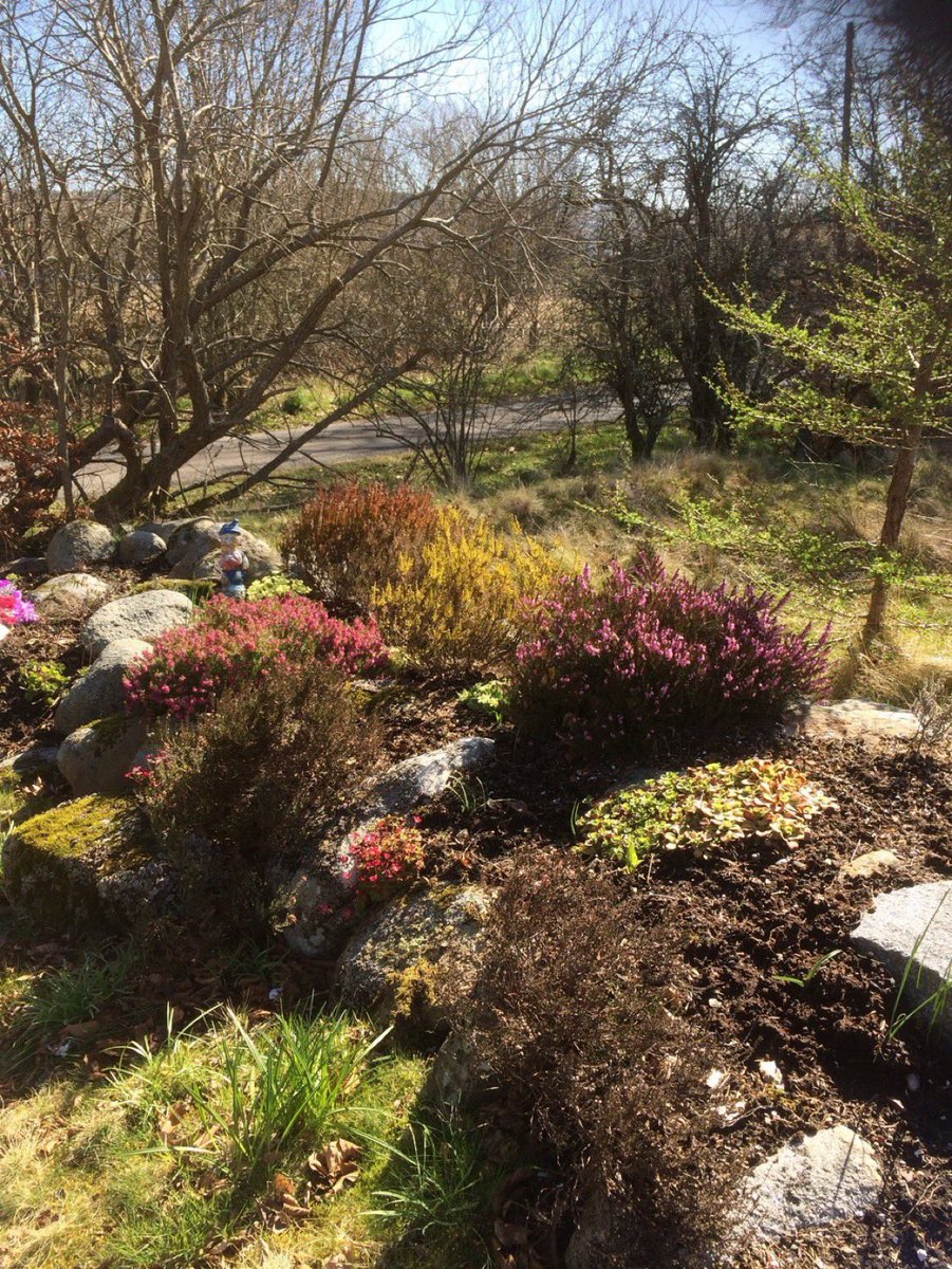 Earth, my dearest, oh believe me you no longer need your spring-times to win me over. I have belonged to you from the flush~ R M Rilke 📷 my mother’s heather garden flourishes still in Scotland, though she passed away 10 years ago 💜