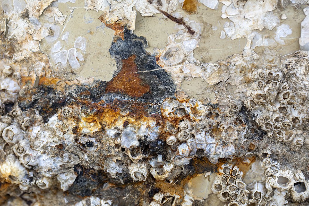 SiaWindig's tweet photo. 3. Een oude boei op #Texel trok mijn oog. Zeestructuren in mijn favoriete kleuren. Ik zie er van alles in. 👀Gisteren is deze foto via werk aan de muur verkocht! Blij  dat mijn #abstractefotografie een muur siert. #wadm
https://t.co/TEFrkvQht1 #JanuariFotoFlow @jolandapikkaart https://t.co/bgIiZjRoEF