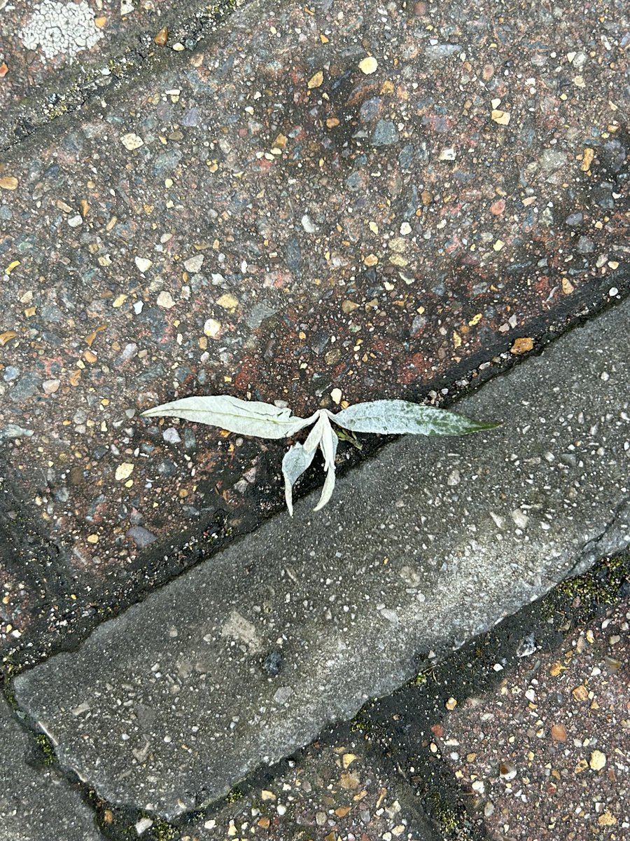 some fairy left their armour on the floor