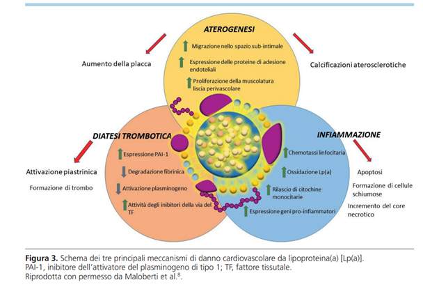 gitalcardiol's tweet photo. Perché la lipoproteina(a)… non può più restare una sconosciuta? Abrignani et al con la guida di Oliva danno alcune risposte!
https://t.co/veikbanP9p https://t.co/nP4qXytyfR