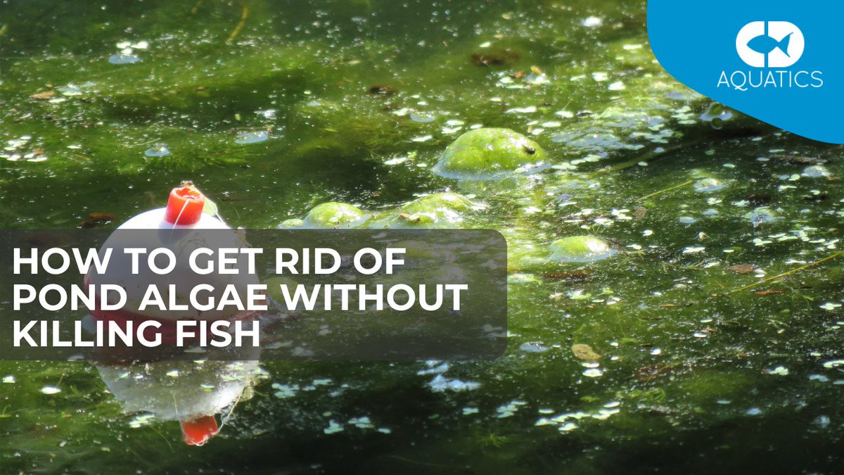 C.D Aquatics (@cdaquatics) on Twitter photo HOW TO GET RID OF POND ALGAE WITHOUT KILLING FISH ππ₯¬
πππ
cdaquatics.co.uk/how-to-get-ridβ¦
#FishPond #FishKeepingTips #PondFish #Koi #AlgaePrevention HOW TO GET RID OF POND ALGAE WITHOUT KILLING FISH ππ₯¬
πππ
cdaquatics.co.uk/how-to-get-ridβ¦
#FishPond #FishKeepingTips #PondFish #Koi #AlgaePrevention