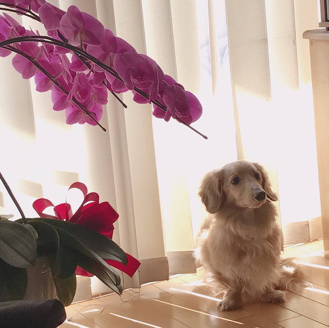 DangerousDubu's tweet photo. RIP Ray Myoi 🐶💔 Thank you, Ray-chan, for bringing so much joy & love to Mina & her family 💗
#TWICE #트와이스 #MINA #미나 #RAY #레이 #RayChan #레이짱 #RayMyoi #레이묘이 #MyoiRay #묘이레이 https://t.co/D0ejxDWpos