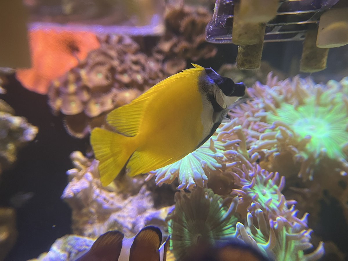 ヒフキアイゴってもしかしてめっちゃいい魚だったりします⁉️
・茶色のフサフサ苔食べる
・餌付けが簡単
・性格が良い＆いじめられにくい
・白点病になりにくい
・価格も安め

高騰したキイロハギ買うよりヒフキアイゴ買った方がいいかも。もっと早く入れてればよかった(*^_^*)