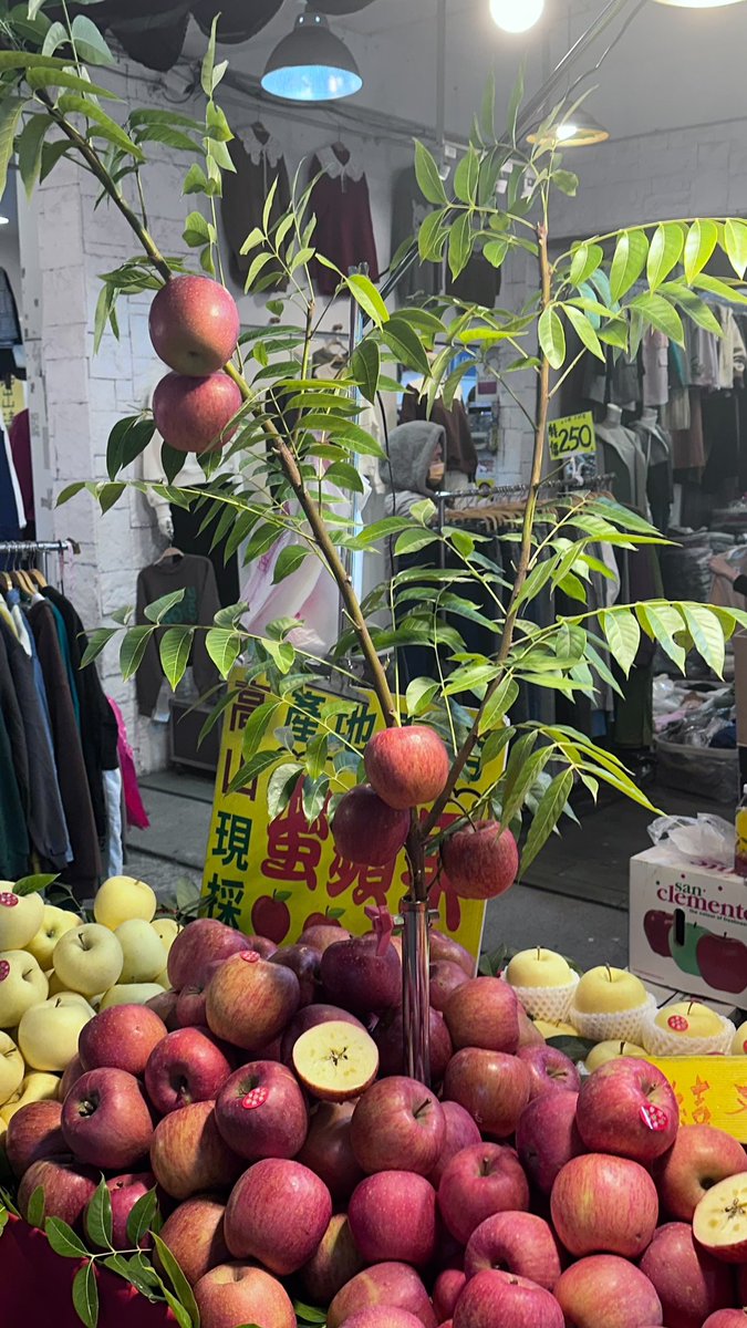 年貨大街竟然有這麼漂亮的蘋果樹，忍不住就被吸引，樹上是真的蘋果哦。

不知道好不好吃就買了，但現在的蘋果怎麼這麼貴啊😄 https://t.co/nuKVv872XE