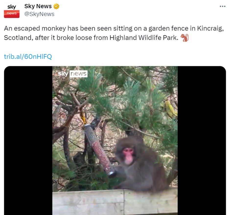 A monkey who is on the loose after escaping from a wildlife park has sparked a furious debate in Scotland.  Some people support his bid for independence, while others say he would be better off remaining at the zoo.  The monkey, however, is clearly undecided