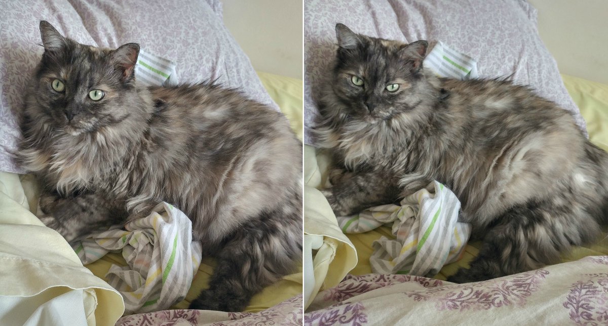 maggini_19's tweet photo. Rose Webster @GetMyGist here ♀️🇨🇦. #CatsofTwittter #CatsOfX It REALLY is how cats "smile", sort of with their eyes. #EditorCat attached for your viewing pleasure. https://t.co/lNyo4oJaKS