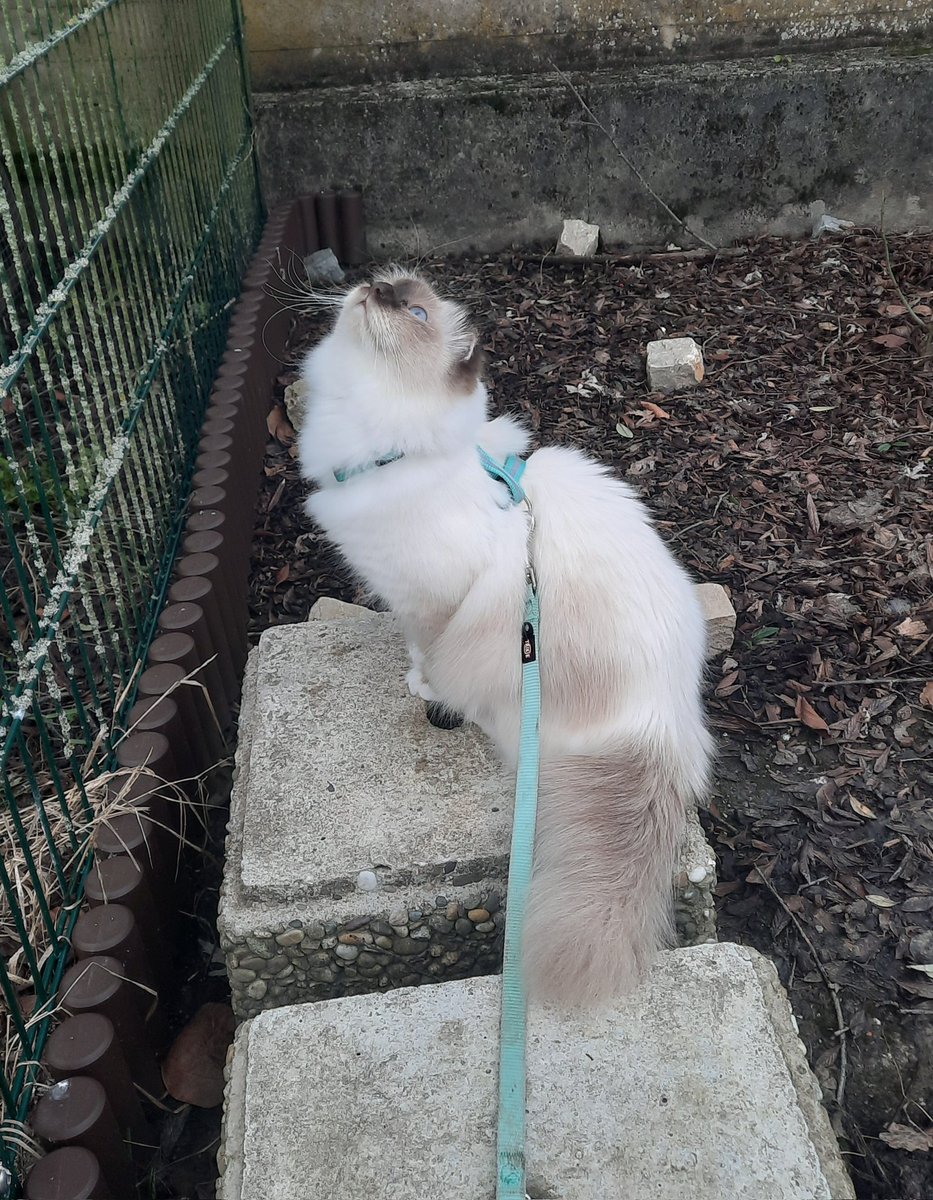 MarieMoonflower's tweet photo. Cats are just so funny😸
This fluffy cottonball is convinced that he is a mighty hunter😸🦁
He can't even hurt a fly (he tried), but he is the biggest hunter the world has ever seen!😾
#CatsofTwittter #cutecat https://t.co/9xSQlM17ot