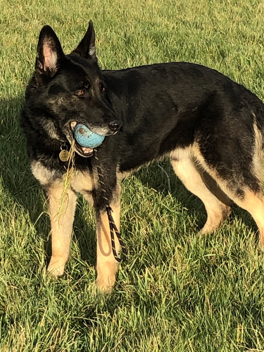 SueDavi31048088's tweet photo. This is RPD Vin our new addition .. to join the girls RPD Tia and Ruby .. all good things come in 3s? 🙈🤷🏻♀️ Thanks to @ERPDF for the superb information pack here’s hoping we don’t need to call on the fund too soon! #rpd #erpdf #gsd #chaos https://t.co/HFzI3gjssv