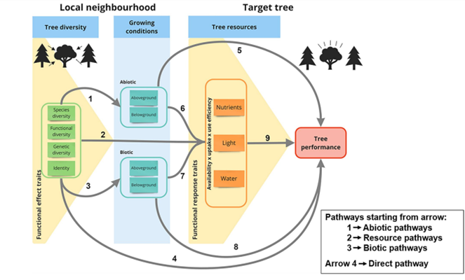 Julia Koricheva (@korichevalab) on Twitter photo Our new review led by <a href="/ForNaLab/">Forest & Nature Lab</a> and summarizing results from #TreeDivNet forest diversity experiments on effects of species mixing on tree performance is out now in Current Forestry Reports
Link to paper: link.springer.com/article/10.100…
Read only: rdcu.be/dw2nh Our new review led by <a href="/ForNaLab/">Forest & Nature Lab</a> and summarizing results from #TreeDivNet forest diversity experiments on effects of species mixing on tree performance is out now in Current Forestry Reports
Link to paper: link.springer.com/article/10.100…
Read only: rdcu.be/dw2nh