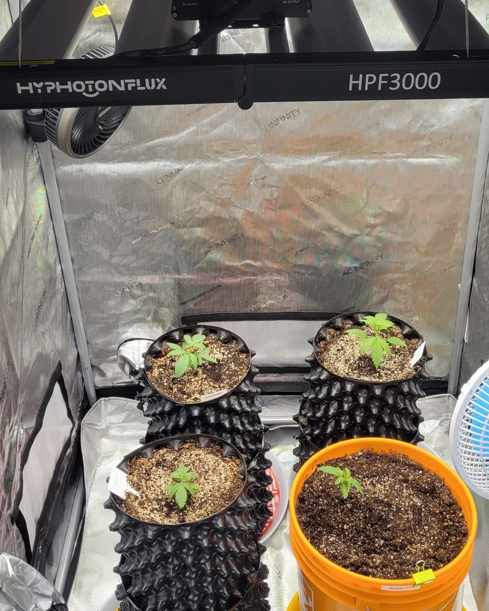 Grow Diary week 3 under #HPF3000 #repost Strain: Fire Marshal Auto fem Blunt Blaze Auto fem Fire Stomper Auto fem I moved it into the tent so the plants that are not getting flipped can still keep growing on 18-6 #growlegendary #hyphotonflux #hyseeds #verde #espiritual #canna