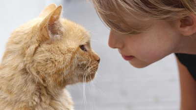 WeltResa's tweet photo. Kleine Entschuldigungen mit großen Wirkungen: Wie sich #Katzen bei #Menschen entschuldigen
Katzen sind faszinierende Wesen mit einer breiten Palette von Ausdrucksformen, die ihre Emotionen und Bedürfnisse verdeutlichen. 
https://t.co/jTU6yQbzbV 
#cat #cats #Animal https://t.co/0ZQGnTuVEN