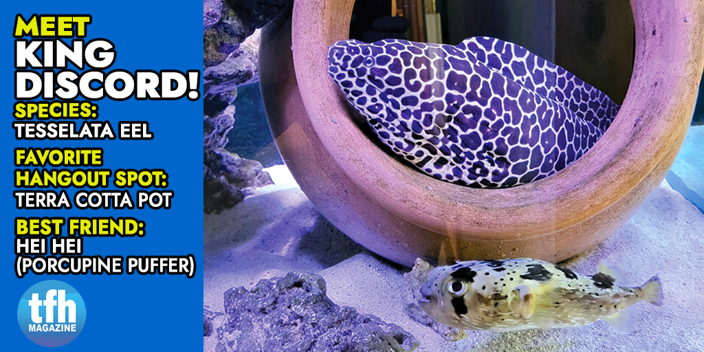 TFHmagazine's tweet image. Get to know TFH's newest star! Subscribe and check out the Nov/Dec 2023 issue on TFH Digital to learn all about King Discord.

hubs.li/Q02fCdrr0

📷: eelladyaquatics on Instagram

#TropicalFishHobbyist #fishmagazine #eel