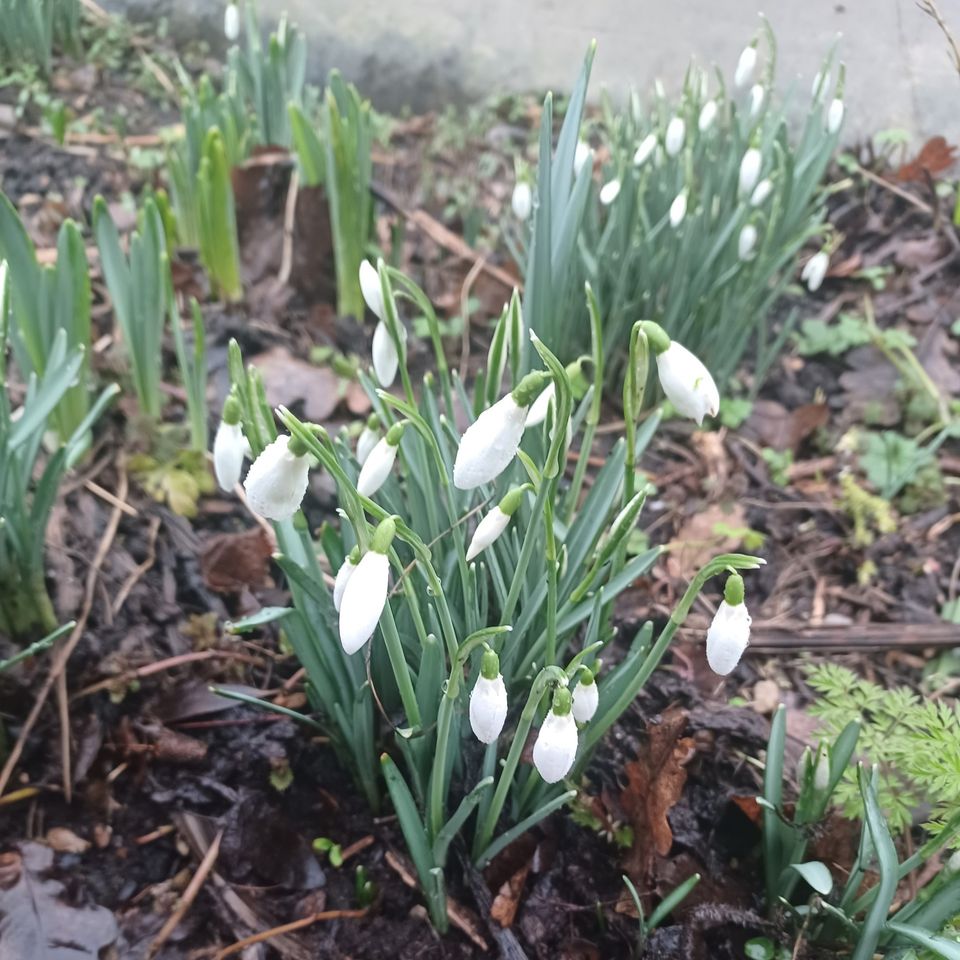 Places like @TCVhollybush providing hope in the dark days of winter for anyone who needs it. We are grateful for the support from Garfield Weston Foundation @WestonFdn