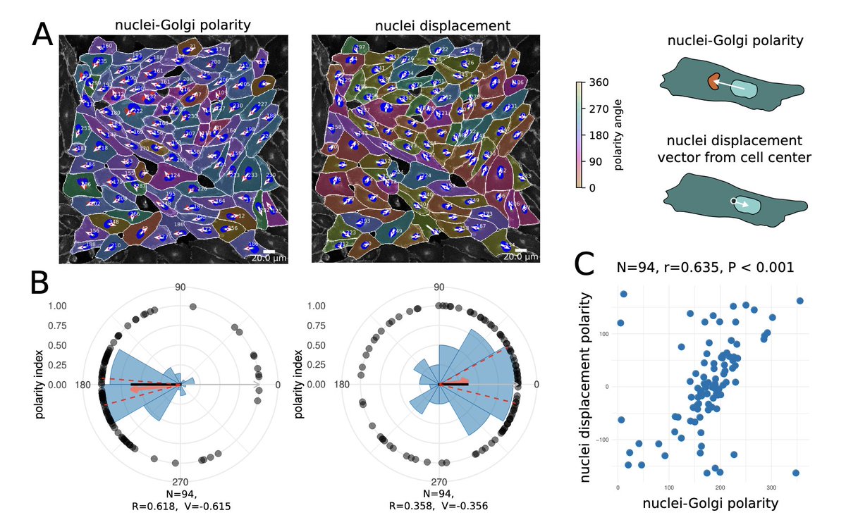 Polarity-JaM: An image analysis toolbox for cell polarity, junction and morphology quantification biorxiv.org/content/10.110…