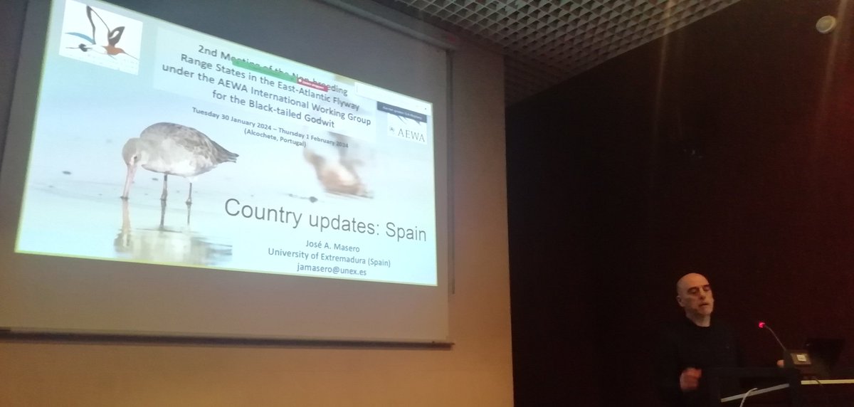 Day 1 @unep_aewa Black-tailed godwit expert group meeting co-organised by ICNF, @CESAM_Univ/@UniAveiro & @Sovon @ #Tagus #Estuary #Nature #Reserve. Much to be done to revert (-) trend of spp limosa & increase tracking for islandica spp. @BonnConvention @RamsarConv @WetlandsInt