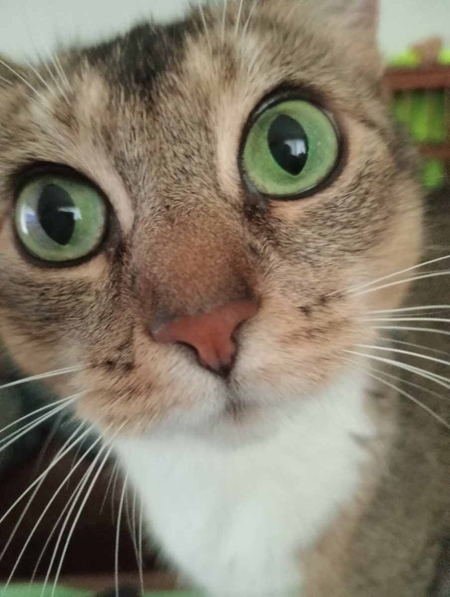 BellsIncognito's tweet photo. @weremeow My cat Cleo says hi and a big thank you for looking out for us! 😻💜 https://t.co/XnZUgm82MF