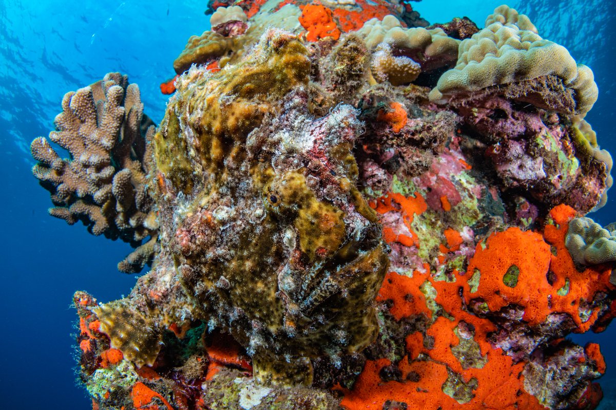 Do you see the frogfish? It's amazing just how well they can camouflage!!