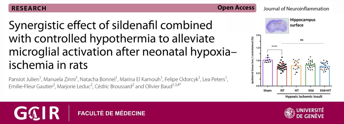 GCIR_Unige's tweet photo. New by @GCIR_Unige Pr Olivier Baud! The potential of #sildenafil to decrease #neuroinflammation could be a therapeutic option to safeguard #neonatal brains. In #JournalofNeuroinflammation @BioMedCentral #neuroNICU #pediatricneurology #pedneuro 👉https://t.co/VjOLmS2Nd0 @unige_en https://t.co/5jz88CrnD6