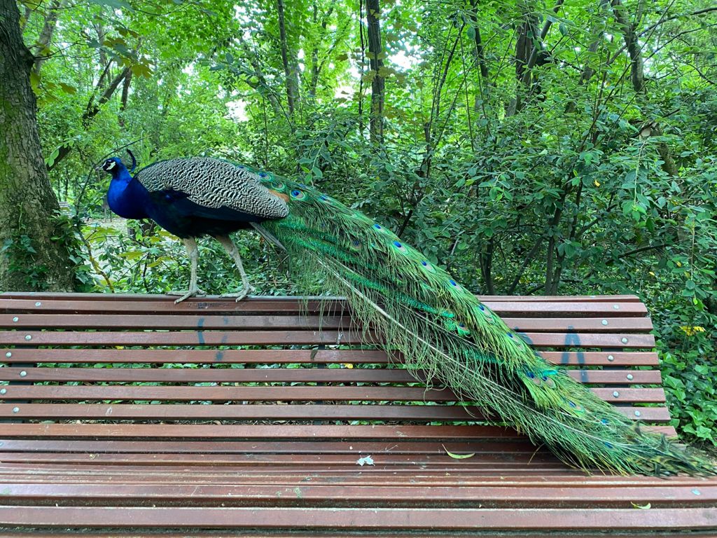 🦚 #Valladolid es uno de los pocos lugares de España en los que puedes ver pavos reales en libertad. Estos majestuosos animales habitan, junto a ardillas, cisnes y más de 30 especies de aves más, en el parque del Campo Grande desde hace más de 90 años 🥰