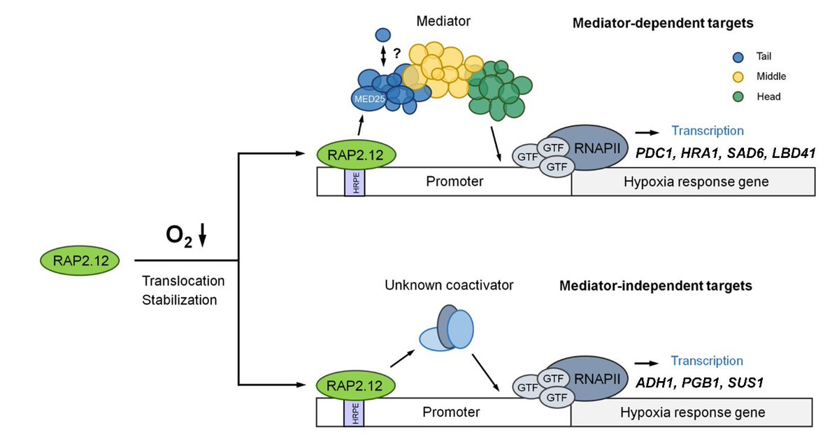 Happy to see this work out, led by @RomySchmidt17 showing the role of the mediator complex component MED25 in transcriptional regulation of the hypoxia response and tolerance 🌱🌊 Check it out on @biorxiv_plants!