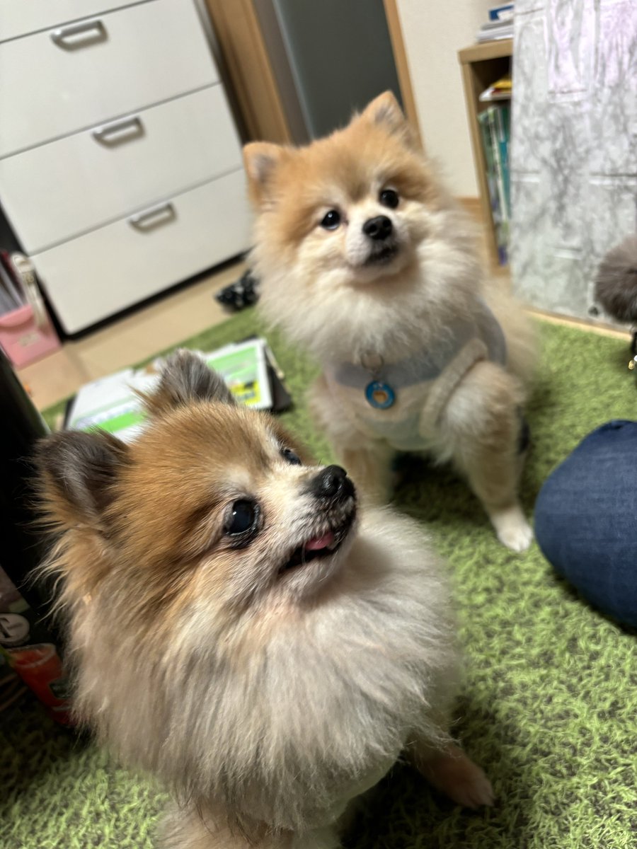 manaooooooooo's tweet photo. 特に何もない日ですが、
犬にお金使うのが幸せ
#ポメラニアン #いぬのいる暮らし https://t.co/X3exntxhZM