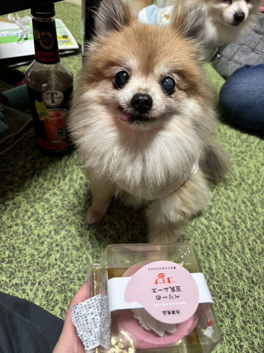 manaooooooooo's tweet photo. 特に何もない日ですが、
犬にお金使うのが幸せ
#ポメラニアン #いぬのいる暮らし https://t.co/X3exntxhZM