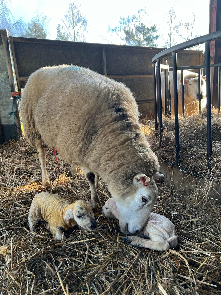 oaktreefarmest1's tweet photo. Let the fun begin, first ones on the ground. #lambing2024 #farminglife @emmamingo https://t.co/weNYYGuNm4