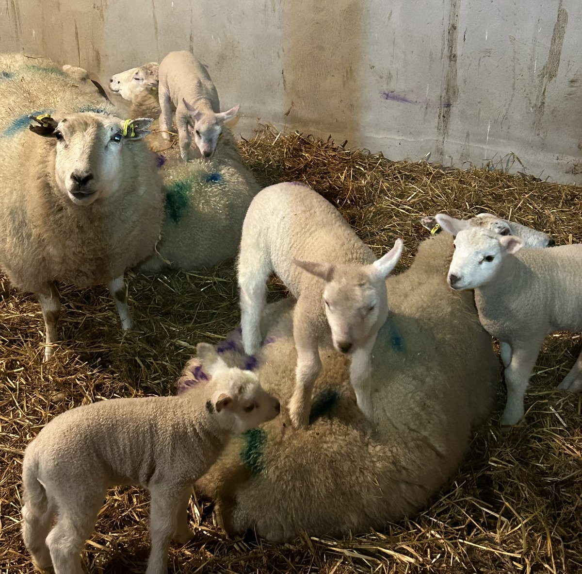 Lambing in full swing @knocknatullafarms #lambing #lambs #belclaresheep #belclare #organic #biodynamic #biodynamicagriculture #irishorganicassociation #irishorganicfarming