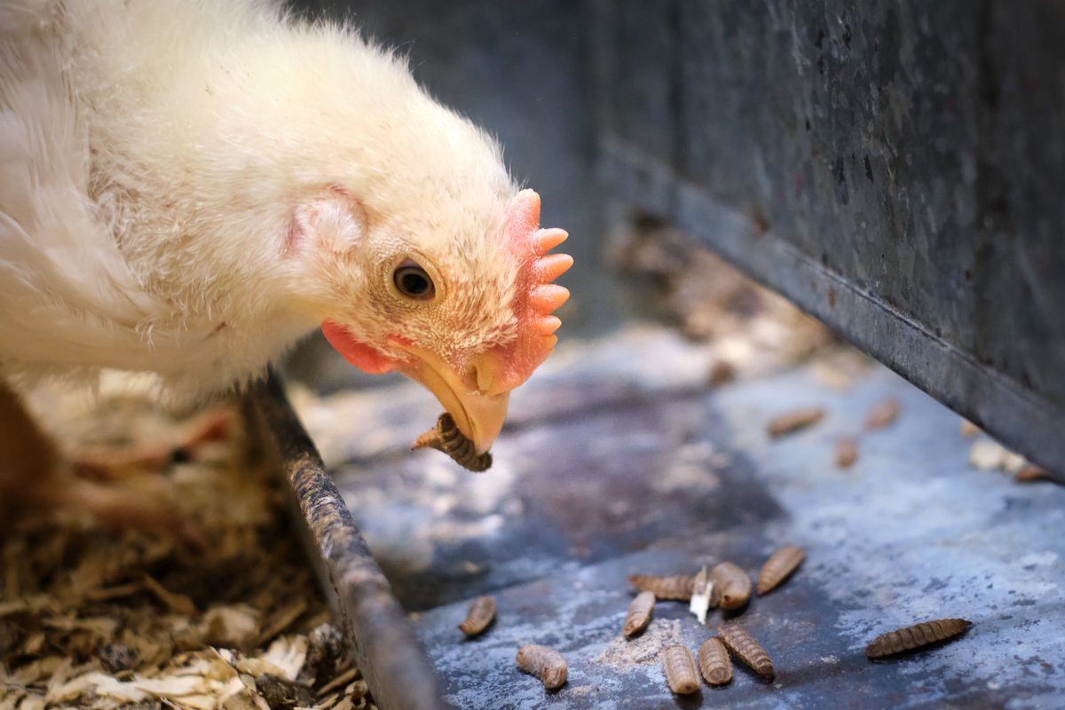 FeedInsect's tweet photo. Monday evening 26 February the Royal Netherlands Academy of Arts and Sciences (KNAW) hosts a Dutch spoken symposium on “Insecten in de voedselproductie van de toekomst” featuring several inspiring speakers with different views on the topic! More info, see: https://t.co/oHIxgn3UxJ https://t.co/akVhRd2uCQ