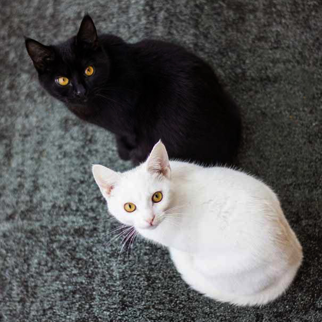 Welsh folklore tells us that two cats are luckier than one:
"It is very fortunate to  have a purely white and a thoroughly black cat on the premises."
(Folklore of Wales, 1909)
#FairyTaleTuesday #Caturday