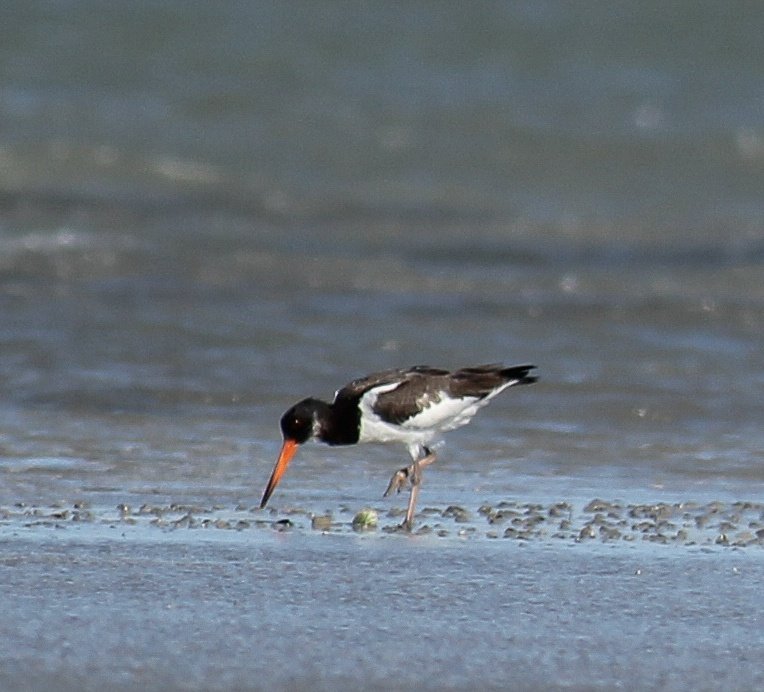 Eurasian Oyster Catcher was spotted after 35 years at Manoli Island @GulfofMannarMNP - a Ramsar site. This year 26541 wetland birds were recorded with an increase of 200% over last year. The surveys sites are increased from 13 to 21. PC:Raveendran N #birds #wetlands @RamsarConv